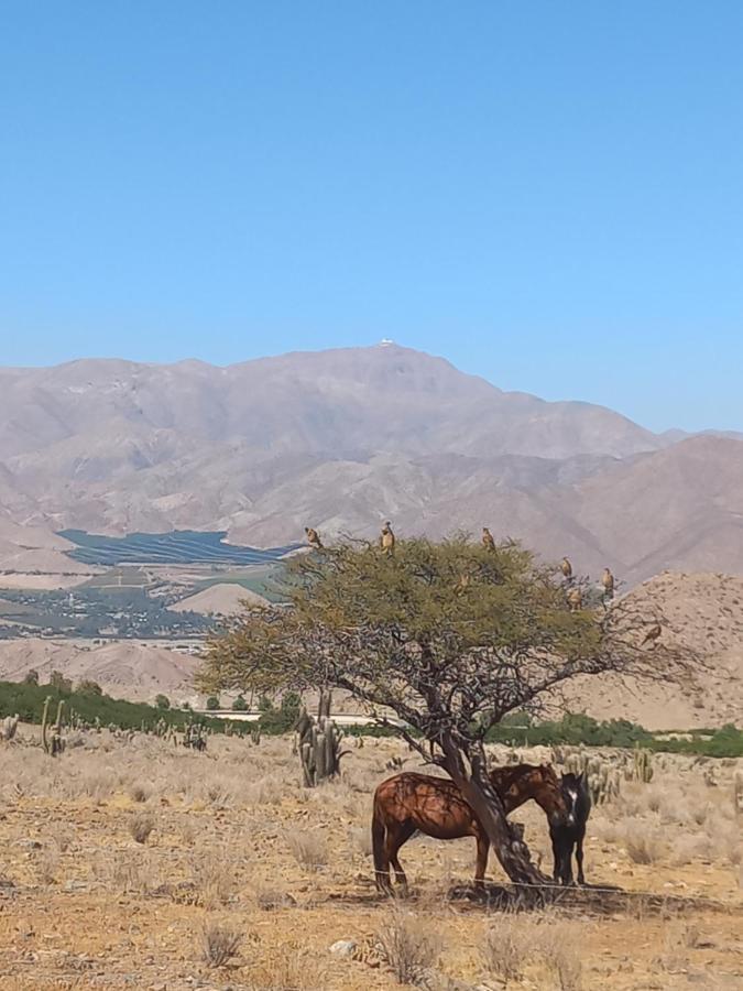Campo De Cielo Mamalluca Valle De Elqui Vicuna Bagian luar foto